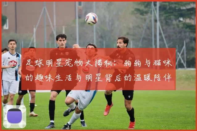 足球明星宠物大揭秘：狗狗与猫咪的趣味生活与明星背后的温暖陪伴